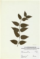 藏品(毛茉莉)的圖片